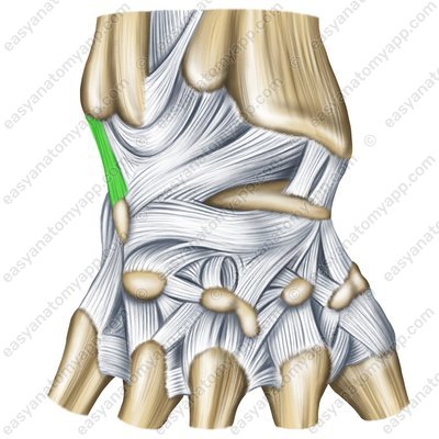 Ulnar collateral ligament of the wrist joint - back surface (lig. collaterale carpi ulnare)